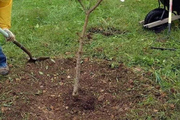 Персик Глория - посадка саженца