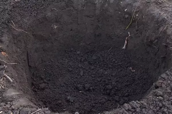 Персик Глория - посадочная яма