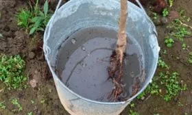 Персик Глория - замачивание саженца