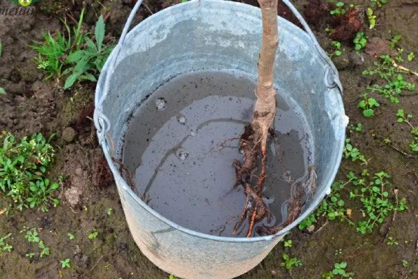 Персик Глория - замачивание саженца