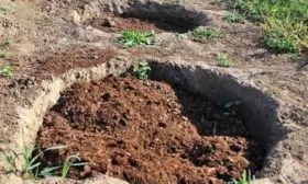 Персик Глория - засыпка посадочной ямы