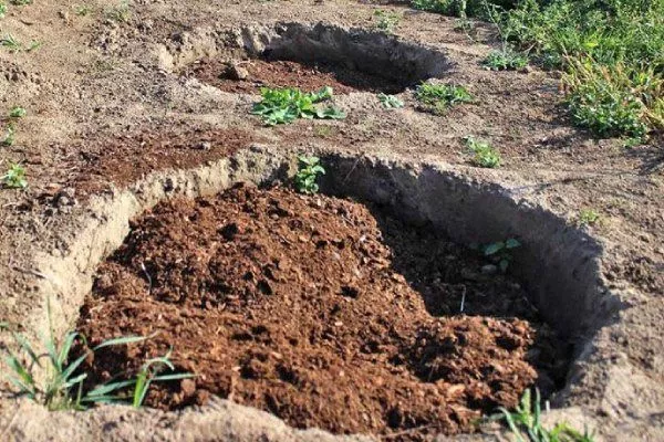 Персик Глория - засыпка посадочной ямы