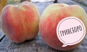 персик Гринсборо