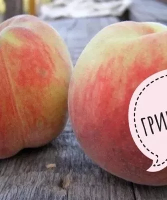 персик Гринсборо