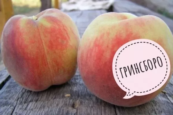персик Гринсборо