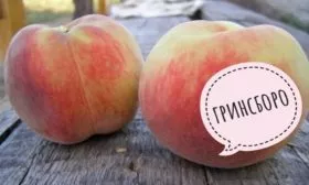 персик Гринсборо