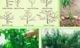 персик Гринсборо формирование кроны