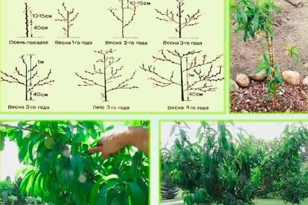 персик Гринсборо формирование кроны