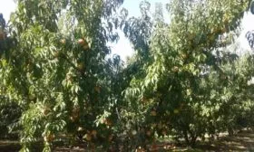 персик Гринсборо фото дерева