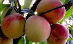 персик Гринсборо фото плода