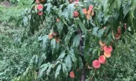 персик Гринсборо - описание дерева