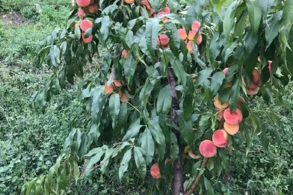 персик Гринсборо - описание дерева