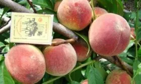персик Гринсборо - описание плодов