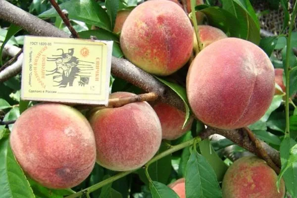 персик Гринсборо - описание плодов