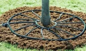 персик Гринсборо полив и мульчирование