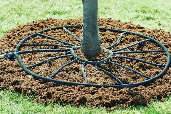 персик Гринсборо полив и мульчирование