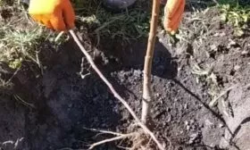 персик Гринсборо посадка