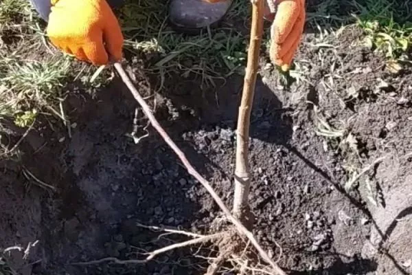 персик Гринсборо посадка