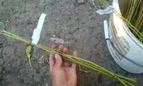 персик Гринсборо Размножение персика - черенкование