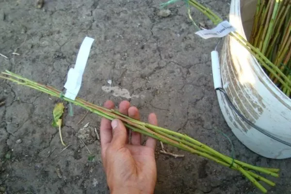 персик Гринсборо Размножение персика - черенкование