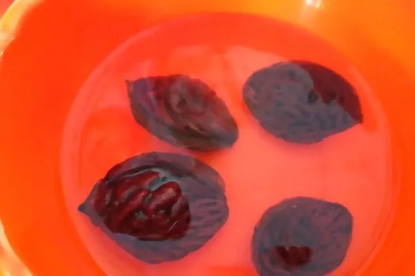 персик Гринсборо Размножение персика - Проращиванием косточки