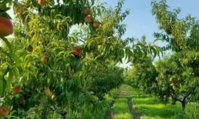 персик Гринсборо участок