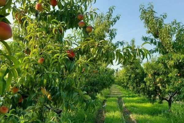 персик Гринсборо участок