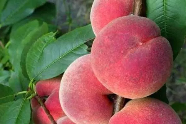 персик Кардинал