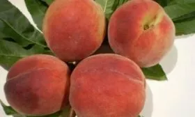 персик Красная Москва
