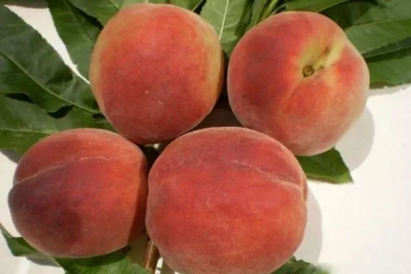 персик Красная Москва