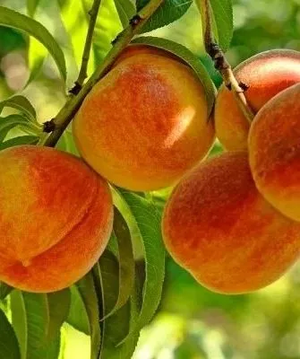 персик Кросби