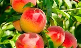 персик сорта Медовый