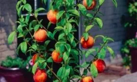 внешний вид дерева сорта Медовый