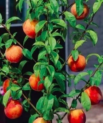 внешний вид дерева сорта Медовый