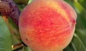 плод сорта Медовый