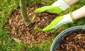 утепление персика Медовый на зиму