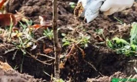 посадка саженца персика Медовый