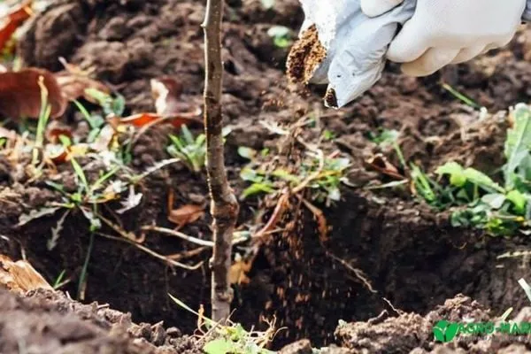 посадка саженца персика Медовый