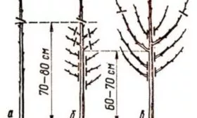 схема обрезки персика Медовый