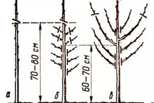 схема обрезки персика Медовый