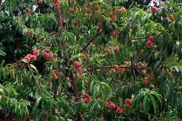 персик Посол Мира дерево