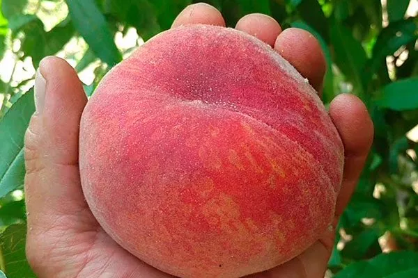 персик Посол Мира крупный плод