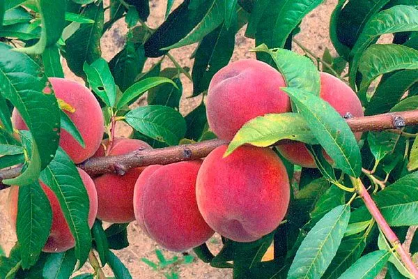 персик Посол Мира на ветке