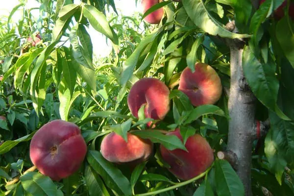 персик сорта Сатурн