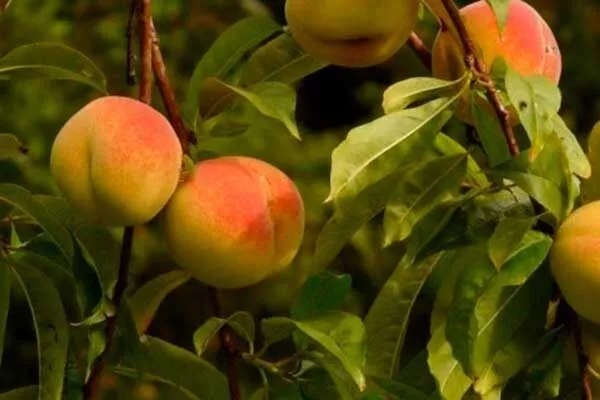 плоды персика Сибиряк