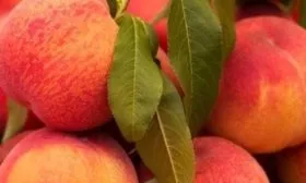 персик Сказка