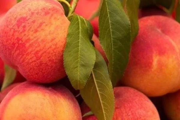 персик Сказка