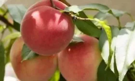 персик сорта Харнас