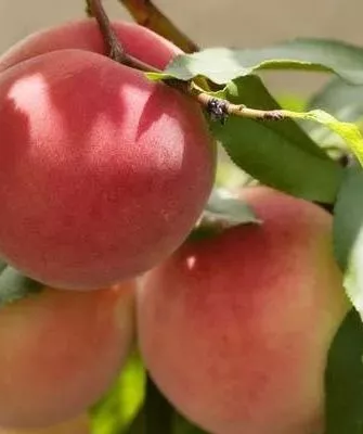 персик сорта Харнас