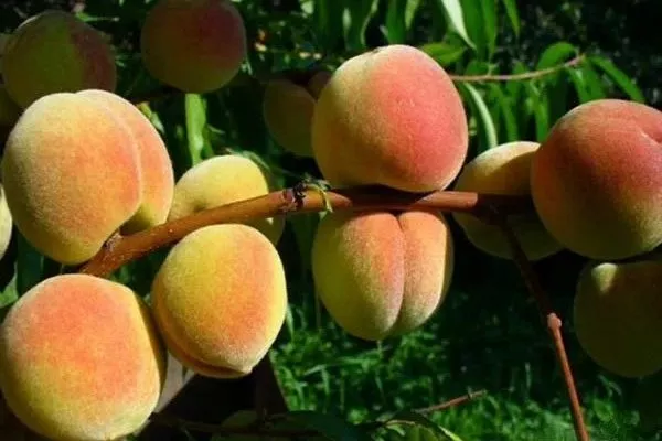 персик сорта Сибиряк